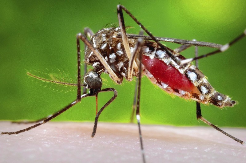 Virus Chikungunya: 10 cosas que debes saber
